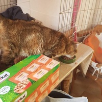 photo de livraison pour Les chats Port-Saint-Louisiens