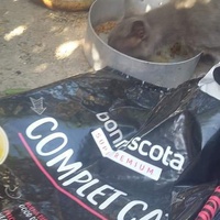 photo de livraison pour Les Chats-Pitresdelavi-Ste