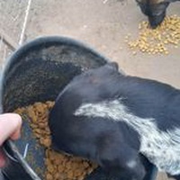 photo de livraison pour P.U.Ž. pomoć ugroženim životinjama Vel Gradište