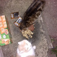 photo de livraison pour Les chats Port-Saint-Louisiens
