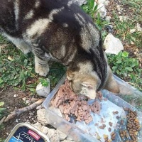 photo de livraison pour Les Chats-Pitresdelavi-Ste