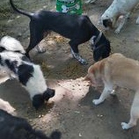 photo de livraison pour P.U.Ž. pomoć ugroženim životinjama Vel Gradište