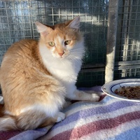 photo de livraison pour Association Des  Chats  De Hyeres
