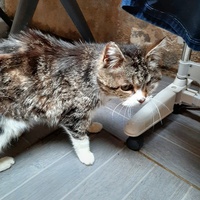photo de livraison pour Bien vivre avec les Chats Sallélois
