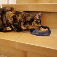 photo de livraison pour Les Chats Libres d'Estagel