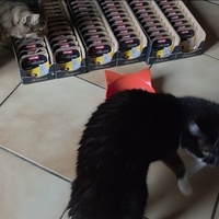 photo de livraison pour URGENCE AIDE ANIMAUX
