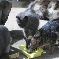 photo de livraison pour Jardin des Chats