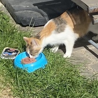 photo de livraison pour SADF (Sauvetage des animaux domestiques de France)