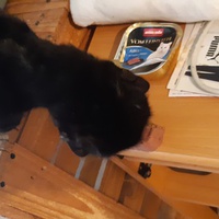 photo de livraison pour Pour l'Amour des Chats