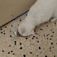 photo de livraison pour Chats Grains d'Amour