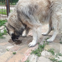photo de livraison pour Udruženje za zaštitu životinja "Pongo"