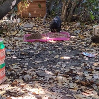 photo de livraison pour Protect Cat