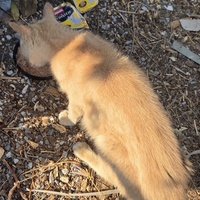 photo de livraison pour Bien vivre avec les Chats Sallélois
