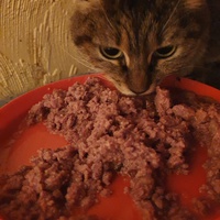 photo de livraison pour Chat Suffit a.sb.l.