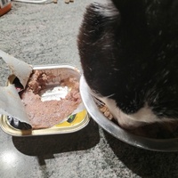 photo de livraison pour Chats Grains d'Amour