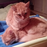 photo de livraison pour Les Félins Concitoyens de Saint Eliph