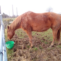 photo de livraison pour Refuge cheval Espoir