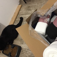 photo de livraison pour Les Chats de Condom 32