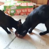 photo de livraison pour Les Chats de la Tour