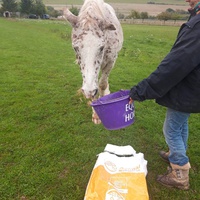 photo de livraison pour Happy Horse Day