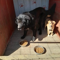 photo de livraison pour Happy Shelter Skopje