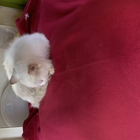 photo de livraison pour Un Ronron d'Espoir 33