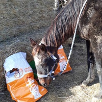 photo de livraison pour Association hippique du Caroux