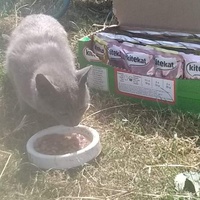 photo de livraison pour Paroles de Chats