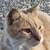 photo animal