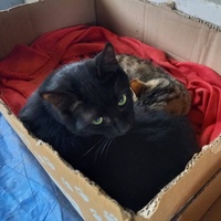 photo de livraison pour Les Pattounes de l'Espoir