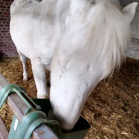 photo de livraison pour Au Bonheur Animal