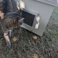 photo de livraison pour Les chats de chez nous
