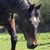 photo animal