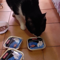 photo de livraison pour Bien vivre avec les Chats Sallélois
