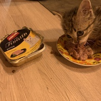 photo de livraison pour Association des Chats Camarguais
