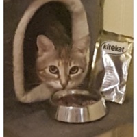 photo de livraison pour Association des Chats Camarguais