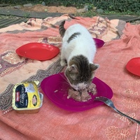 photo de livraison pour Les chats de chez nous