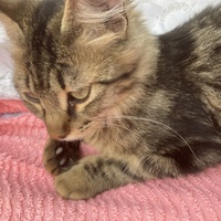 photo de livraison pour Association Des  Chats  De Hyeres