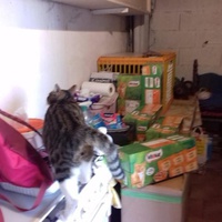 photo de livraison pour Les chats Port-Saint-Louisiens