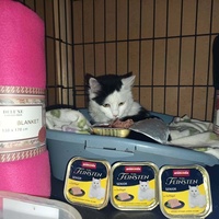 photo de livraison pour Chats Libres de Béziers