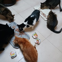 photo de livraison pour Les Amis de Michouette