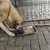 photo de livraison pour Civic Initiative Kane Korzo Skopje