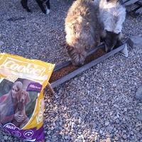 photo de livraison pour Antonia Save Animals