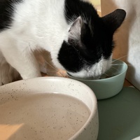 photo de livraison pour Association C.A.T.S. Chat Animal Terrien Solidarité
