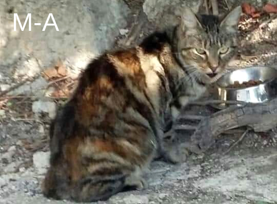 photo association