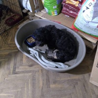 photo de livraison pour Lina's animal rescue