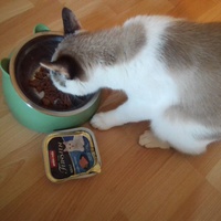 photo de livraison pour Les Chats du Nord Meusien