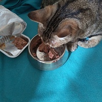 photo de livraison pour Les Chats de la Rue