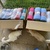 photo animal