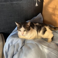 photo de livraison pour Les chats Port-Saint-Louisiens